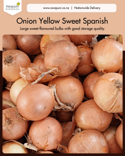 Onions - Spanish Yellow